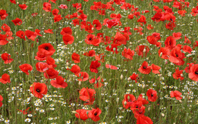 Поле красных маков с белыми ромашками