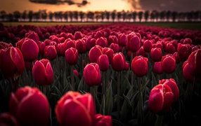 Поле красных цветов тюльпанов на рассвете 