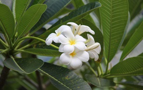 Flowering of beautiful delicate white flowers of plumeria
