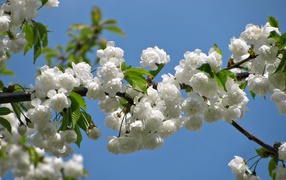 Цветущая белыми цветами ветка черешни