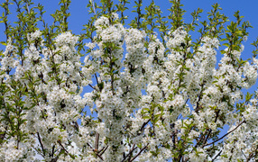Цветущее белыми цветами весеннее дерево 