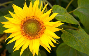 Цветущий желтый подсолнух 