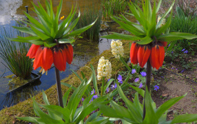 Цветы рябчики и гиацинты у водоема