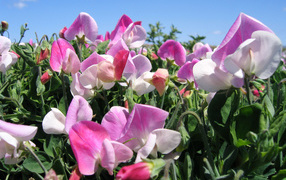 Flowers of sweet pea close-up