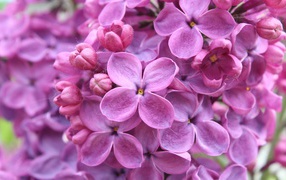 Flowers purple lilac