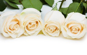 Четыре нежных белых розы на белом фоне
