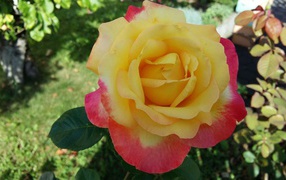 Садовая роза сорт Восточный экспресс 