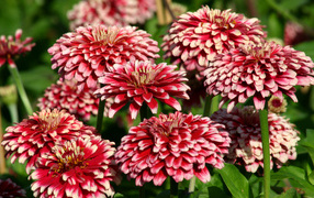 Садовые цветы циния крупным планом