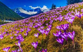 Поляна фиолетовых альпийских крокусов 