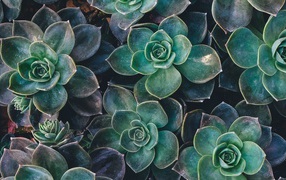 Зеленые цветы эхеверия крупным планом