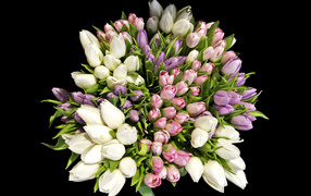 Большой красивый букет разноцветных тюльпанов на черном фоне