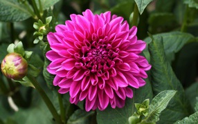 Крупный красивый розовый цветок георгина