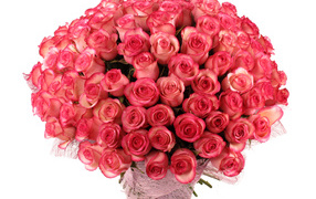 Large bouquet of delicate pink roses on a white background