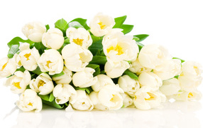 Large bouquet of white tulips on a white background