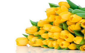 Большой букет желтых тюльпанов на белом фоне