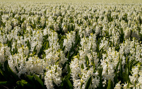 Большое поле белых гиацинтов