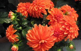 Большие оранжевые георгины крупным планом