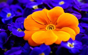 Большой оранжевый цветок среди синих цветов 