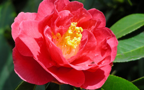 Крупный розовый цветок камелия