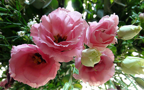 Крупные розовые цветы Эустома 