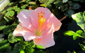 Крупный розовый цветок гибискуса 