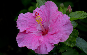 Большой красивый розовый цветок гибискуса