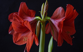 Крупные красные цветы Амариллис на черном фоне