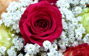 Крупная красная роза с белыми цветками левкой