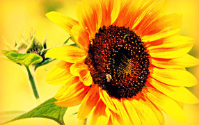 Большой летний желтый цветок подсолнуха крупным планом