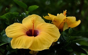 Большой желтый цветок гибискуса крупным планом