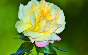 Крупная желтая роза на зеленом фоне