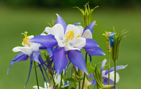 Сиренево- белые цветы водосбор на зеленом фоне