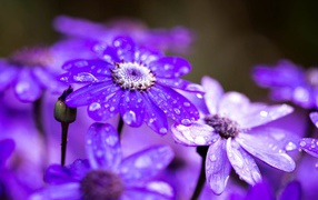 Сиреневые садовые цветы в каплях росы