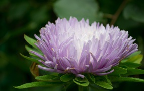 Сиреневый цветок астра крупным планом