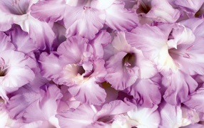 Сиреневые цветы гладиолусы крупным планом 