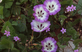 Сиреневые цветы вьюнки на клумбе