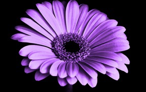 Lilac gerbera on black background closeup