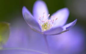 Маленький фиолетовый цветок фиалки крупным планом
