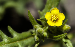 Маленький желтый цветок Mentzelia micrantha крупным планом