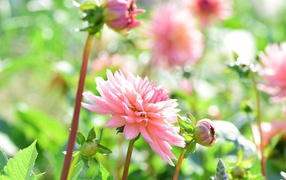 Пышная розовая георгина в саду 