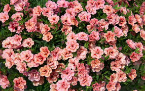Много розовых цветов калибрахоа
