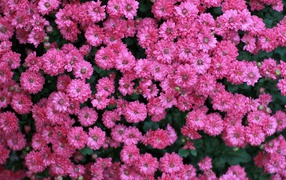 Много маленьких розовых цветов хризантемы