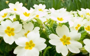 Many white primrose flowers close-up
