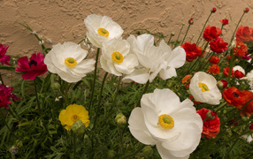 Разноцветные красивые цветы лютики на клумбе 