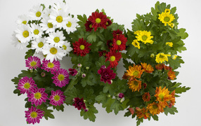 Multicolored beautiful chrysanthemum flowers on a white background