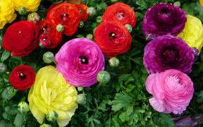 Разноцветные красивые цветы садовые лютики 