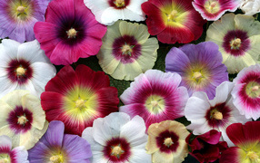 Разноцветные красивые цветы мальва