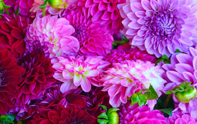 Multicolored dahlias closeup