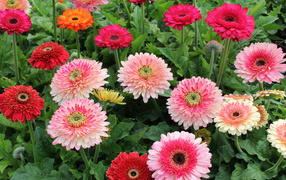 Разноцветные нежные герберы на клумбе