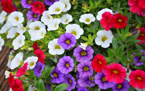 Разноцветные цветы Калибрахоа на клумбе